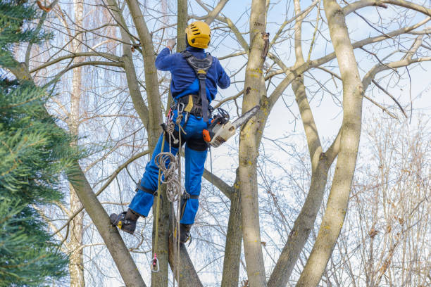 Best Tree Trimming and Pruning  in Depew, NY