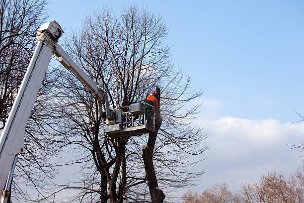 Best Palm Tree Trimming  in Depew, NY